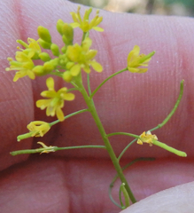 Descurainia californica