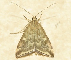 Loxostege munroealis