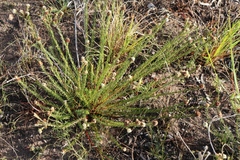 Phylica imberbis eriophoros