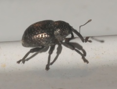 Chalcodermus aeneus