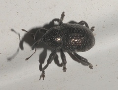 Chalcodermus aeneus