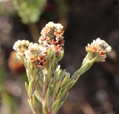 Phylica imberbis eriophoros