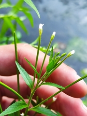 Epilobium pseudorubescens