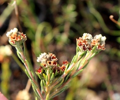 Phylica imberbis eriophoros