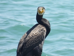 Phalacrocorax carbo
