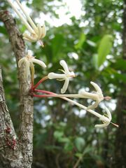 Ixora cauliflora