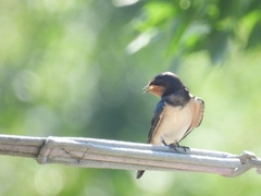 Hirundo rustica