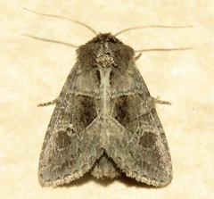 Oligia obtusa