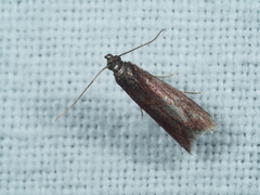 Varneria postremella