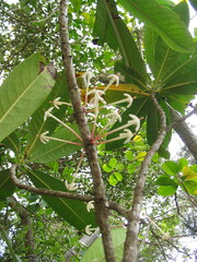 Ixora cauliflora