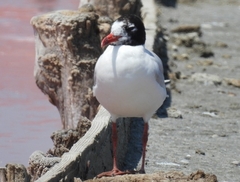 Ichthyaetus melanocephalus