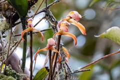 Maxillaria colorata