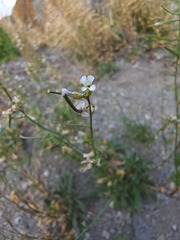 Boechera quebecensis