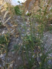 Boechera quebecensis