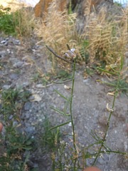 Boechera quebecensis