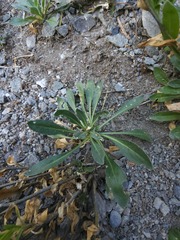 Boechera quebecensis