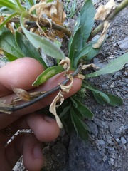 Boechera quebecensis