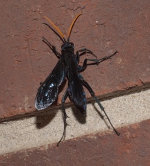 Pepsis menechma elegans