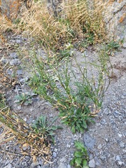 Boechera quebecensis