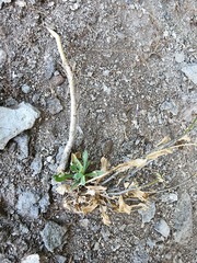 Boechera quebecensis