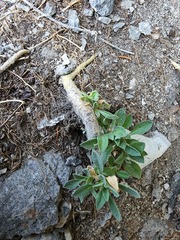 Boechera quebecensis