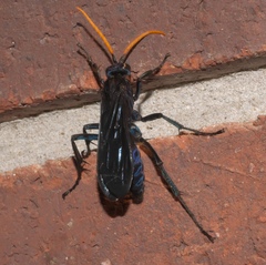 Pepsis menechma elegans