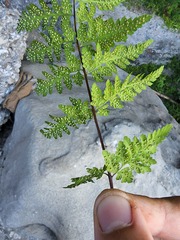 Cystopteris laurentiana