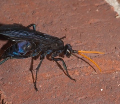 Pepsis menechma elegans