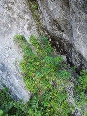 Cystopteris laurentiana