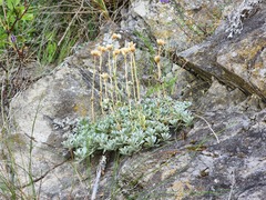 Antennaria rosea pulvinata