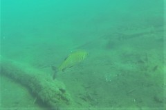 Scardinius hesperidicus