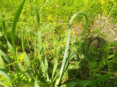 Allium nutans