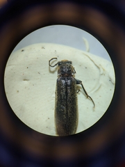 Denticollis denticornis