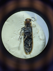 Denticollis denticornis