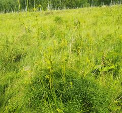 Peucedanum morisonii