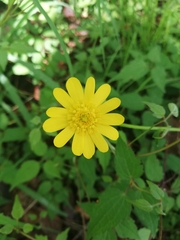 Ranunculus petiolaris