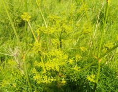 Peucedanum morisonii