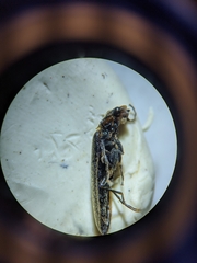 Denticollis denticornis