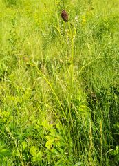 Peucedanum morisonii