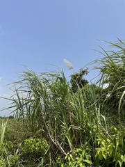 Saccharum spontaneum