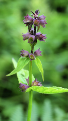 Stachys latidens