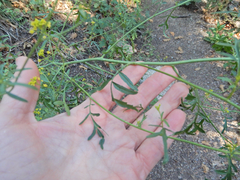 Descurainia californica