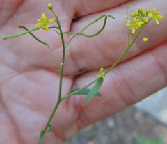 Descurainia californica