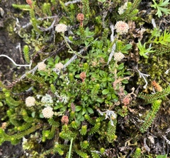 Antennaria monocephala