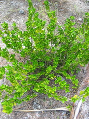 Cyclophyllum tenuipes