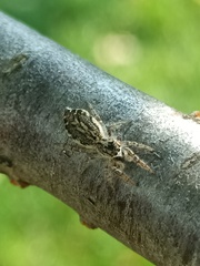 Pseudicius encarpatus