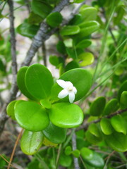 Cyclophyllum tenuipes
