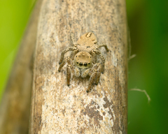 Habronattus schlingeri