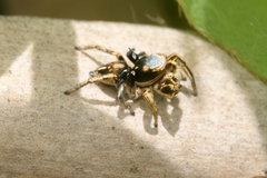 Habronattus schlingeri