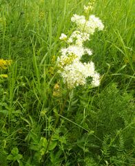 Filipendula stepposa